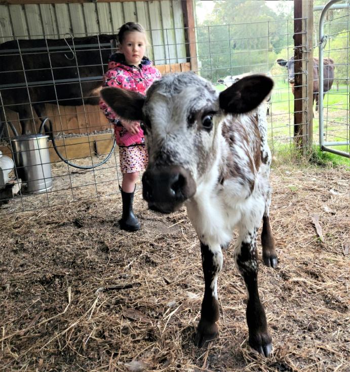 Bluebell the Jersey Speckle Calf