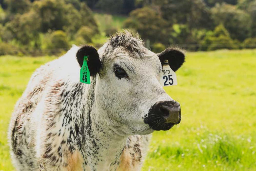 A Speckle Park cow standing in a paddock at Willarah Farm