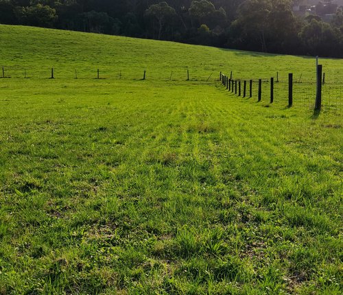 First strike of Gippy Dryland seed