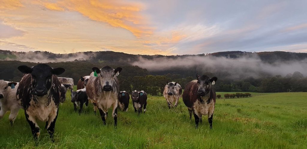 Speckle Park cows and calves enjoying spring grass in Mirboo North