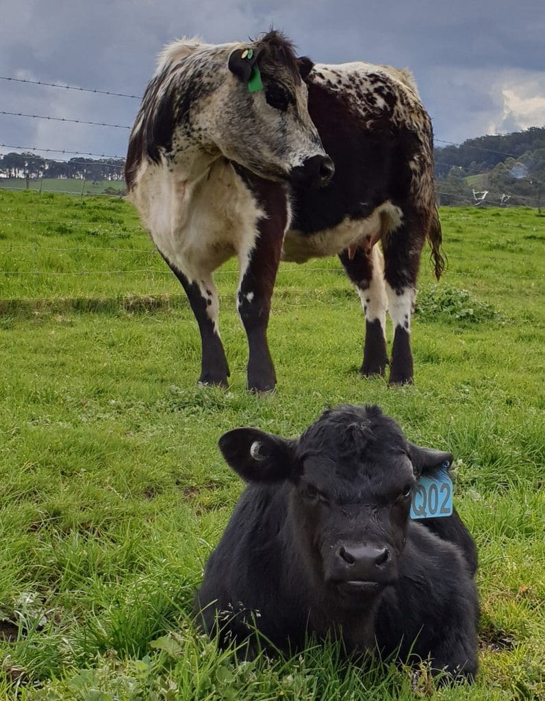 Speckle Park Cow with calf sitting in the grass