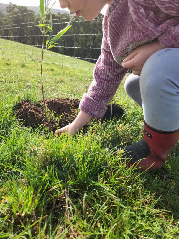 Tree planting is a great job for the kids