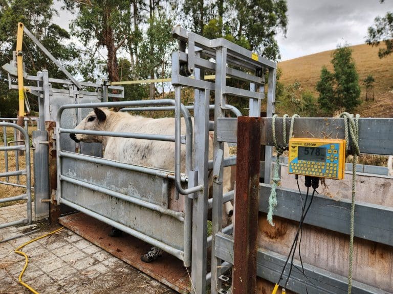Weighing the steers and getting them used to being handled